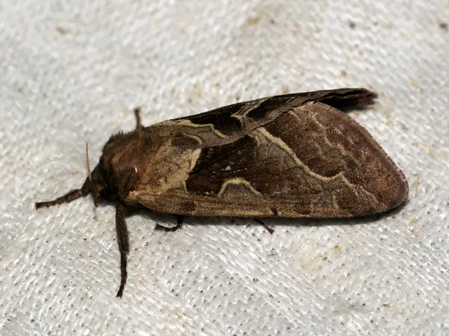 STD Related Ailment in Anal Area: Causes, Other Signs, and Remedies