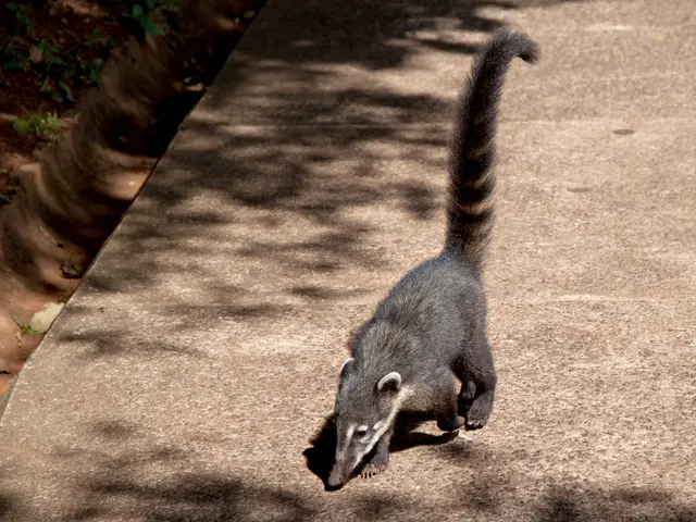 Exploring the Insights of Perimenopause Transition