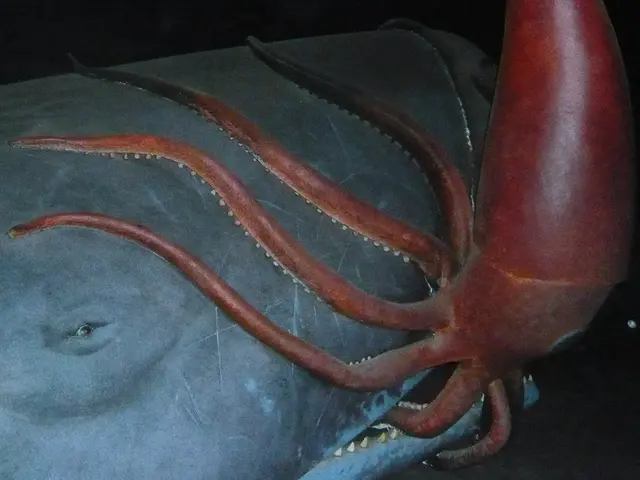 Deep-sea footage captures a squid fighting another during marine equipment calibration in...