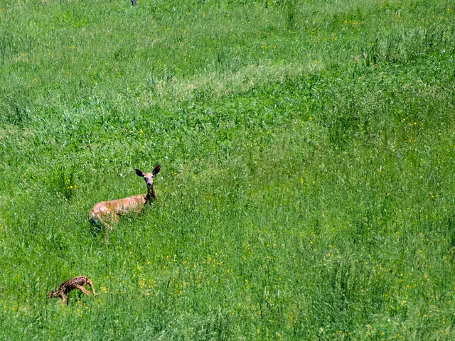 Six triumphant instances demonstrating the beneficial effects of restoring keystone species for...