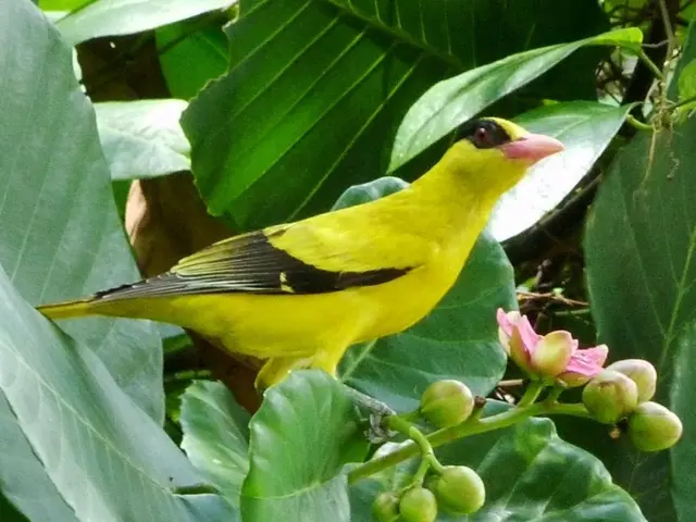 Songbirds sharing similar scents usually bond together