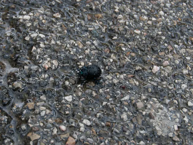 Warning: Dangerous Spread - Black poison beetle infecting areas quickly