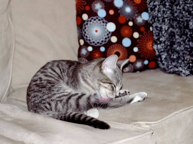 Feline healthcare practitioner now part of Waimea Hospital's medical staff