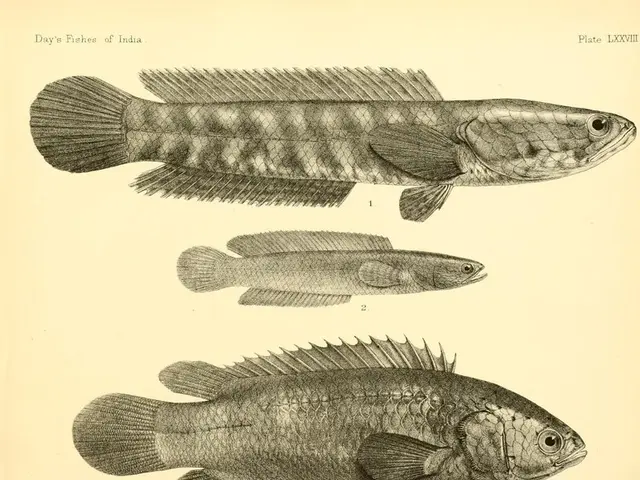Fish oil versus cod liver oil: Comparison, advantages, varieties, and additional insights