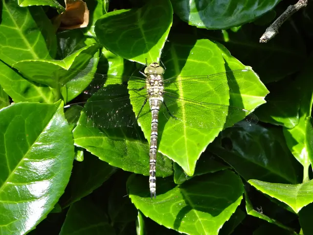 Insightful Breakdown: Essential Facts About the Resurgence of Chikungunya Fever in China