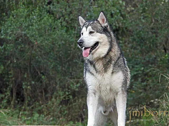 Wolf Attacks Child in the Dutch Region