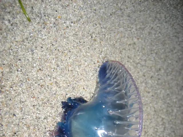 Discover the recently unearthed colossal stick insect species, carrying roughly equivalent weight...