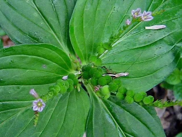 Mangosteen: Its identity, advantages, consuming methods explored