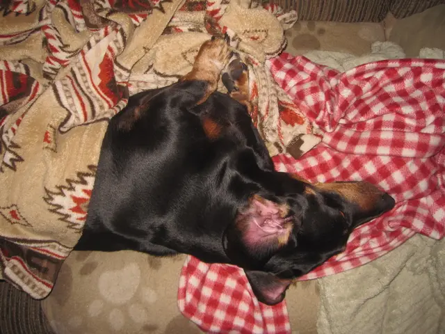 Sleeping with a Pet Dog: What Science Reveals About Its Impact