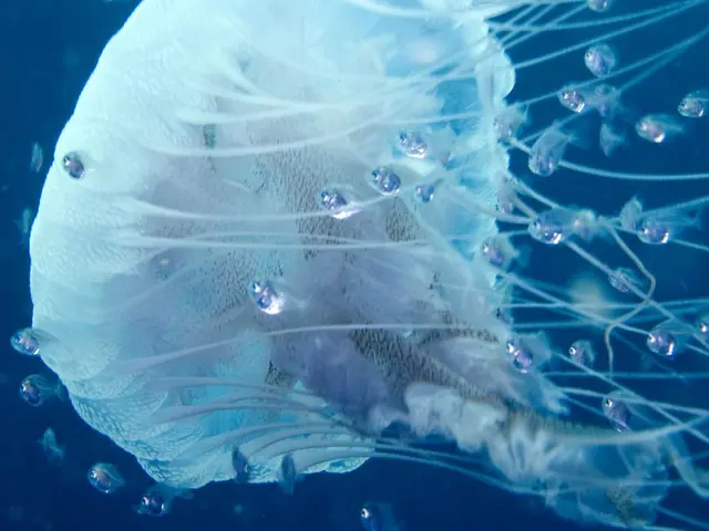 Giant Jellyfish Infestation Stings Swimmers Including Raja Kecil Besar Perak at Open Water Event in...