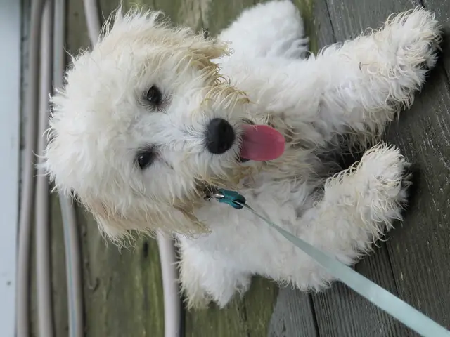 Intestinal Obstruction in Canines