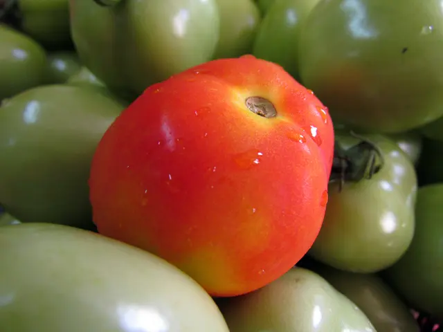 How to manage unhealthy green tomatoes due to phytophthora damage on the bushes?