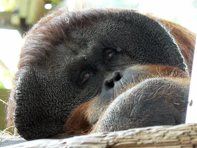 Genetic traits from Neanderthals could potentially link to a condition where the brain protrudes...