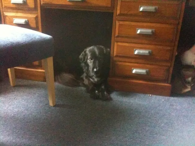 Reason Behind Canine Consumption of Feline Feces: Is Such Behavior Common Among All Dogs?