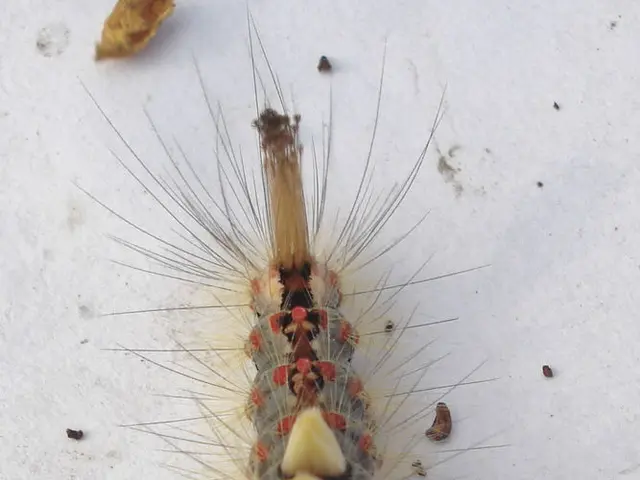 Dust mites potentially triggers eczema symptoms.