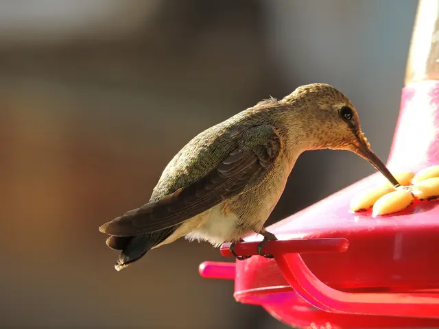 Poisoning Incident at Bird Park Plankstadt: Over 20 Animals Suspected