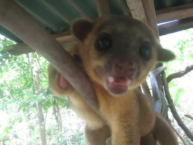 Urgent Plea Echoes Loudly, Imperial Salt Clamors for Attention!