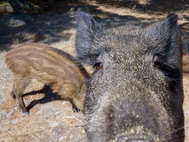 Boars roaming on Rhine Islands close to Nackenheim are being slain