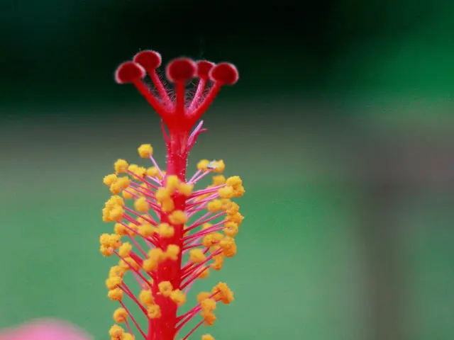 Xolair's Potential Side Effects: Common, Mild, and Severe