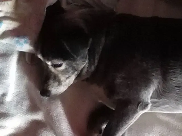 Dog Snoring: A Common Occurrence or Cause for Concern?