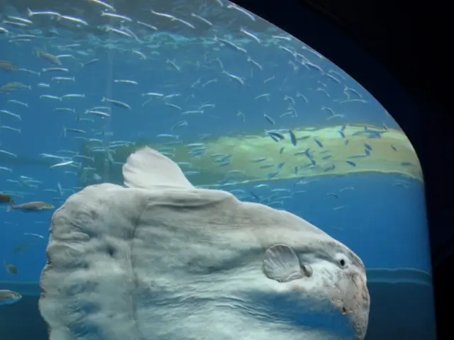 Temperature Monitoring Devices offered by Reef Factory: Thermo View and Thermo Control