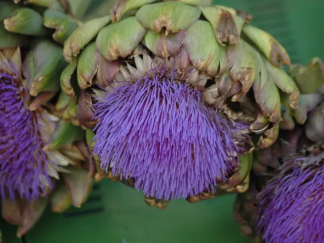 Advantages of artichoke for skincare: counteracting sun damage and preventing early aging