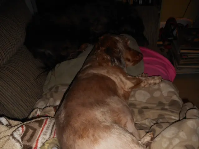 Reason Behind Canines' Extensive Sleeping Habits