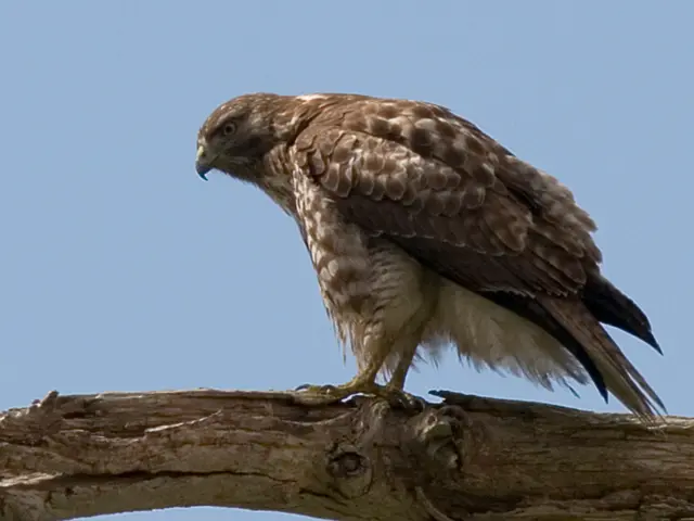 Maritime Pine Bark Extract (MPBE) Promotes Cognitive Health in Aging