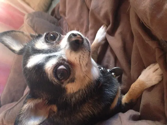 Dogs can indeed develop pimples, a condition known as canine acne. This information is brought to...