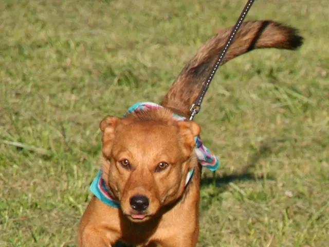 Canine Distemper and Parvovirus Combination Vaccine Written by Catherine Barnette, DVM and Reviewed...