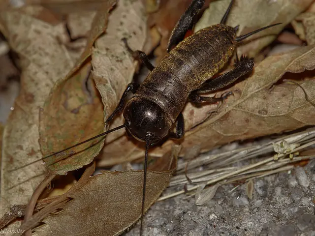 Ten organic methods to ward off insects: Examine and experiment with these alternatives