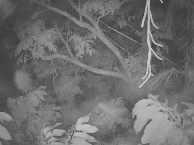 Adapting Trees for Climate Change: Pirmasens Works on Nature's Stress Relief