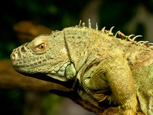 Potential Consequences of Creon Use: Understanding Symptoms and Coping Strategies