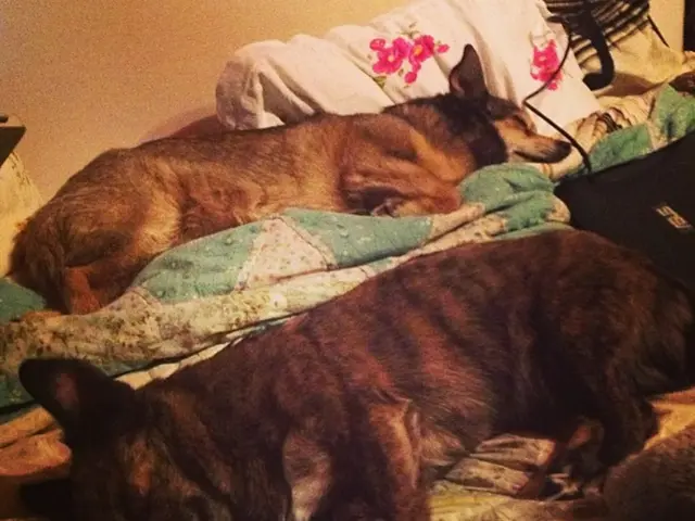 Stray Canine Disposal Methods and Legislation: Regulations for Dogs in Other Nations