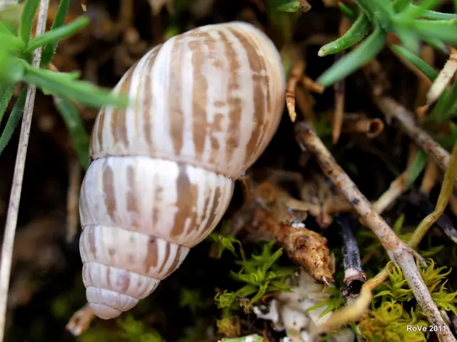 Inhaling shellfish improves health significantly: an explanation of the mechanism
