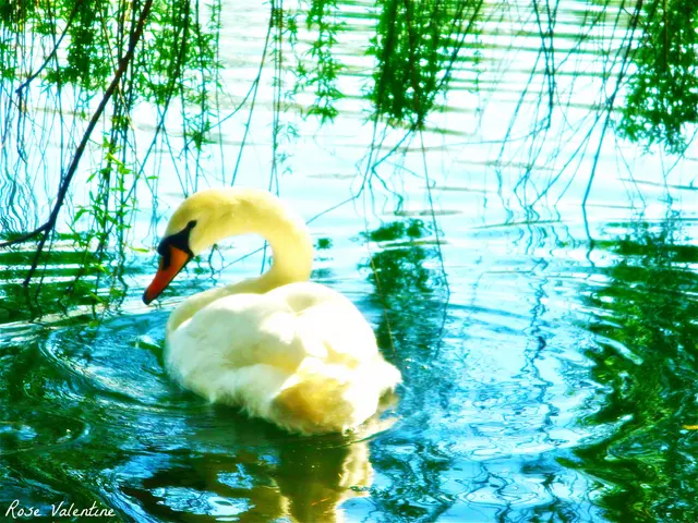 New Zealand's Threat Classification System for native duck species: Categorization of indigenous...