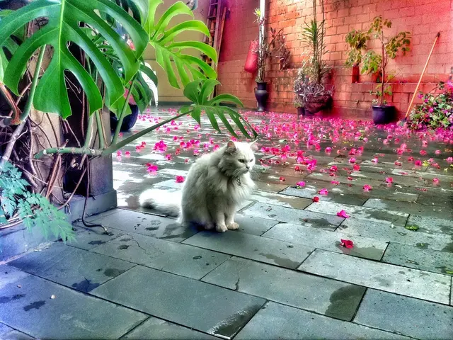 Guidelines for nursing elderly felines