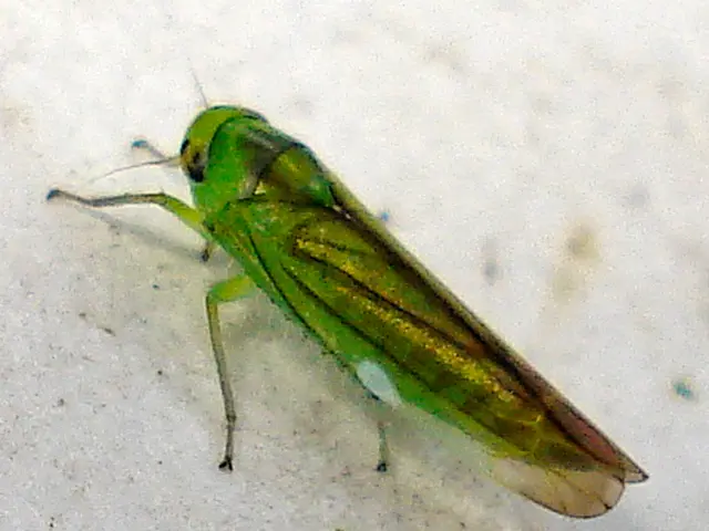 Innovative Military Approach: edible caterpillars that feast on trees