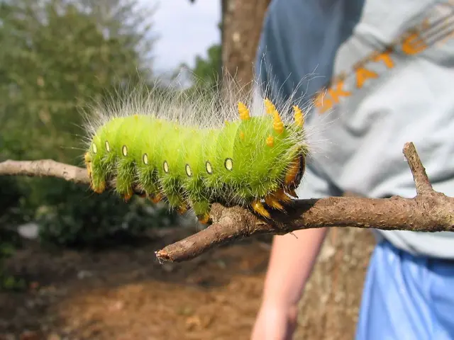 Düsseldorf heralds the arrival of oak procession spinners' annual cycle
