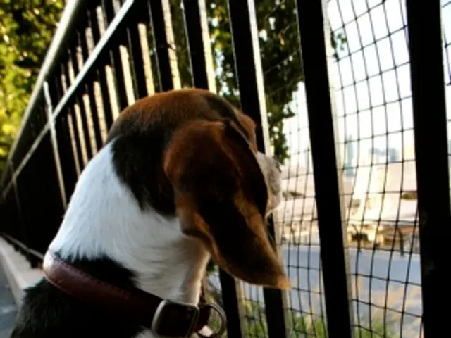 "Court action mandates dog roundup in Delhi NCR, citing concerns for both human and canine...