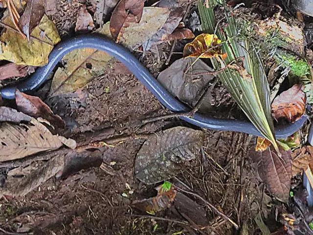 Surgical Treatment of Ganglion Cysts: Procedures, Potential Complications, and associated Expenses