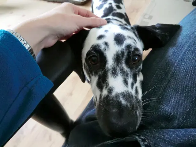 Instant Dog Flea Killers Endorsed by Vets: Explore 4 Effective Methods