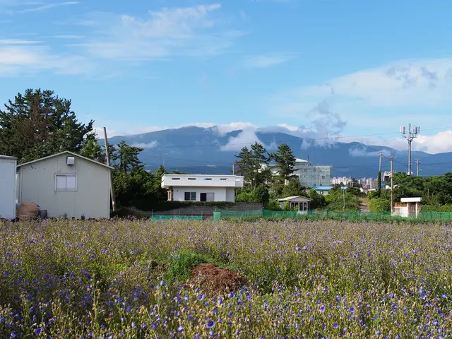 Solar energy expansion takes the lead on a global scale under UAE's guidance in 2025