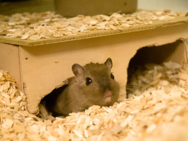 A Description of a Content Jubilant Rodent