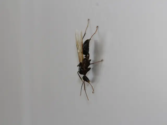 Over 20 individuals subjected to hornet assaults