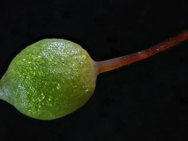 Discovering and Utilizing Lungwort: A Guide