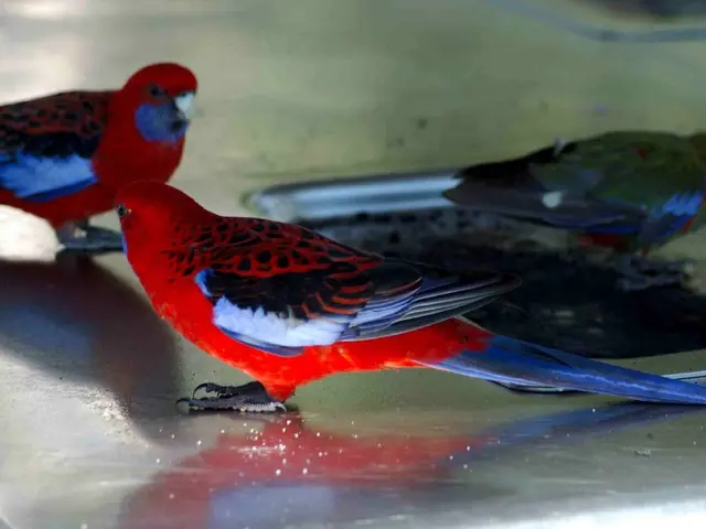 Red Bird Exploration: Symbolic Meaning, Species Identification, and Intriguing Details