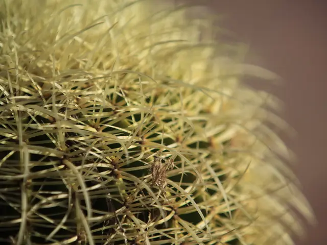 Risks and approaches for overcoming dependency on Mescaline, a psychedelic drug