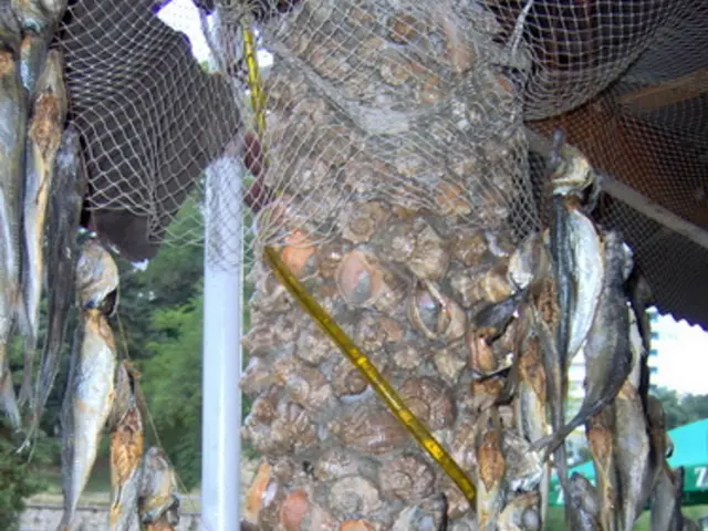 In the middle it is a tree, there are fishes that are changed to this tree. At the bottom there are...