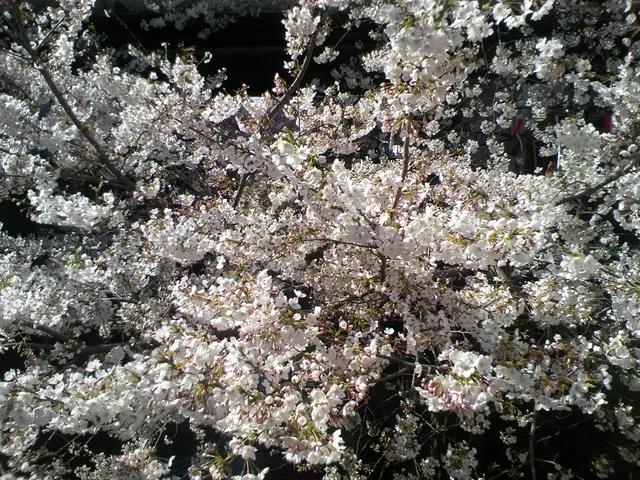 There are beautiful white flowers to the branches of a tree.